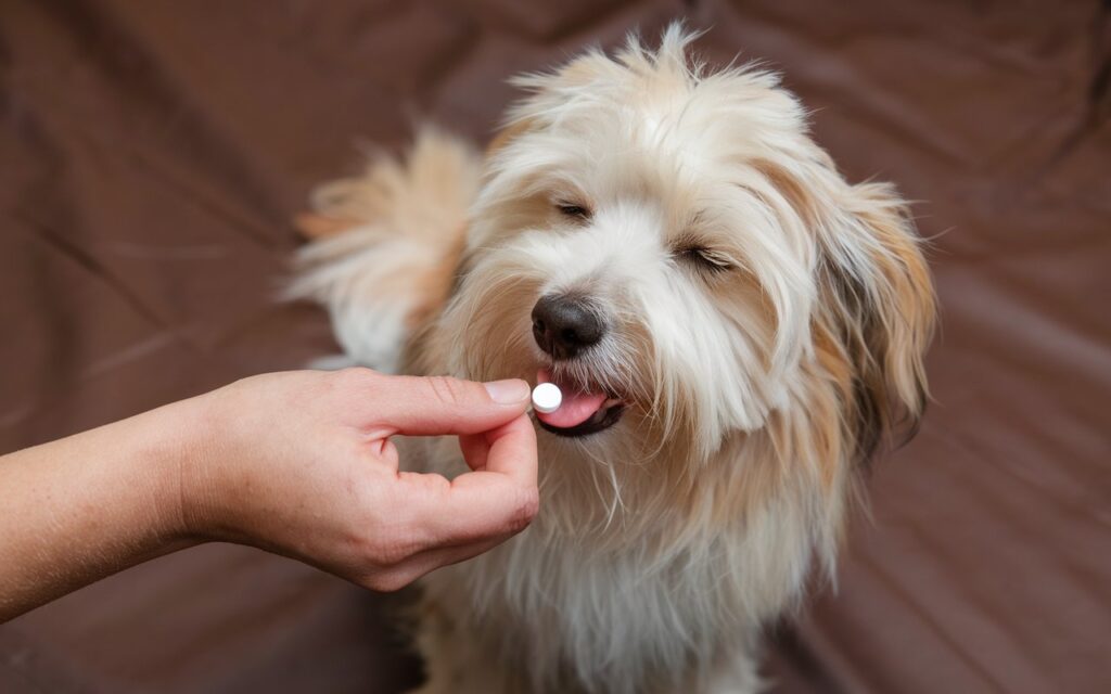Jak podać tabletkę psu lub kotu?