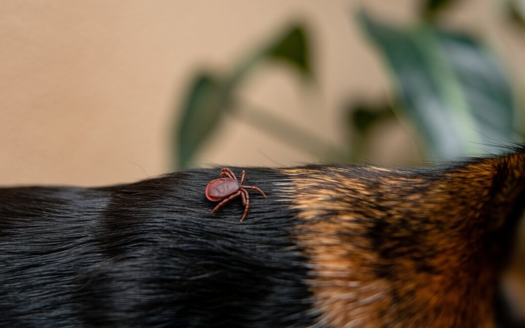 Kleszcze – fakty i mity