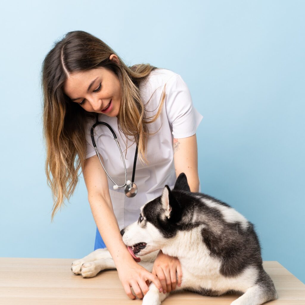 Temat halloweenowy: Jak przygotować zwierzaka do pobrania krwi?