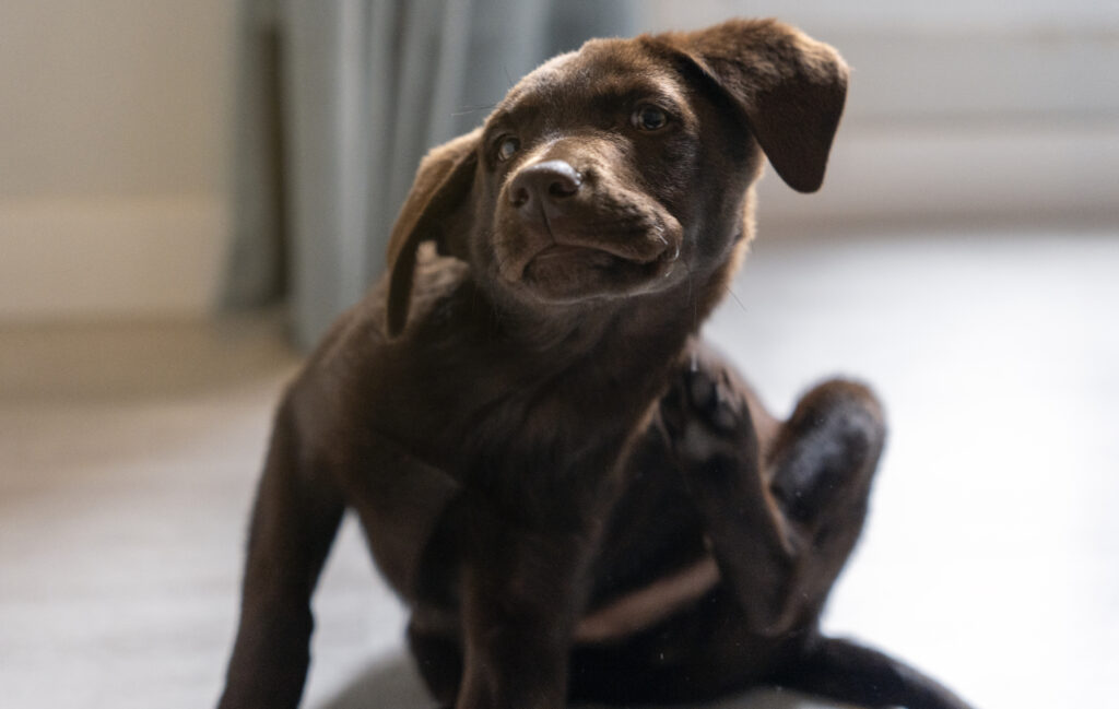 Pchła Szachrajka i APZS