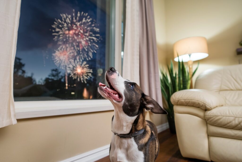 Pies sam w domu… w Sylwestra?