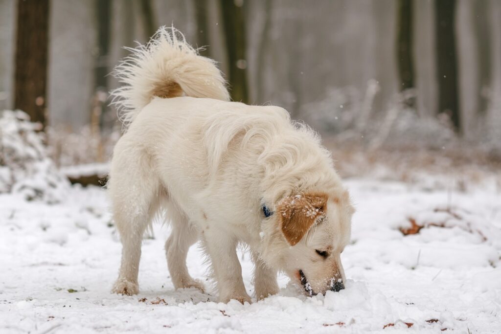 Dlaczego psy jedzą śnieg?
