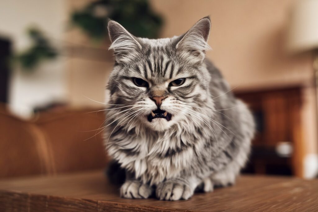 13 zapachów niebezpiecznych dla Twojego kota cz. I