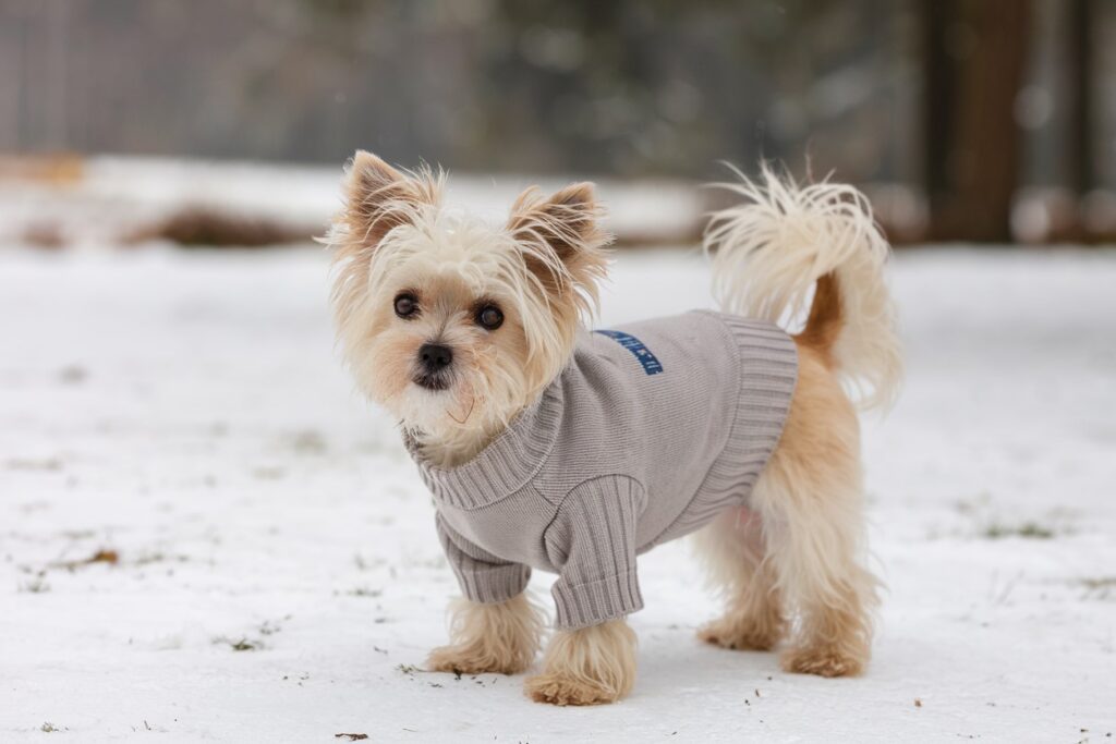 Czy zwierzęta marzną?