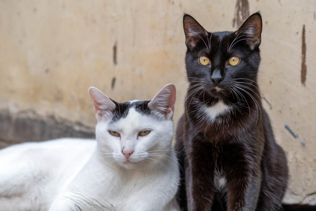 Uwaga kocimiętka! Wiesz, jak ją stosować?