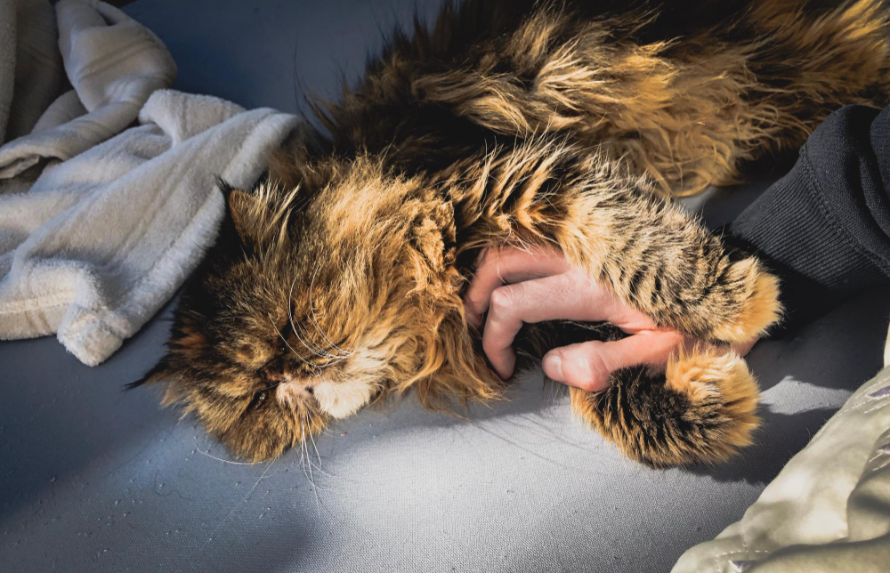 Biegunka u kota. Wiesz co robić?