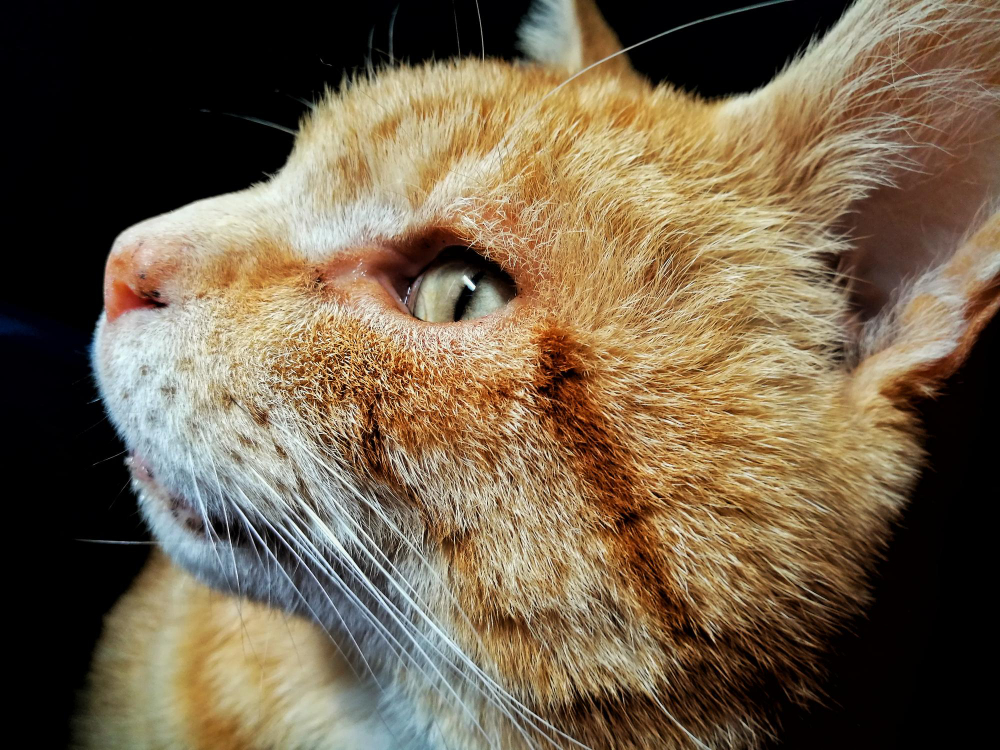 Czy Twój kot łysieje?