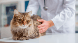 Kot podczas badania u weterynarza – diagnostyka biegunki i problemów żołądkowych u kota domowego